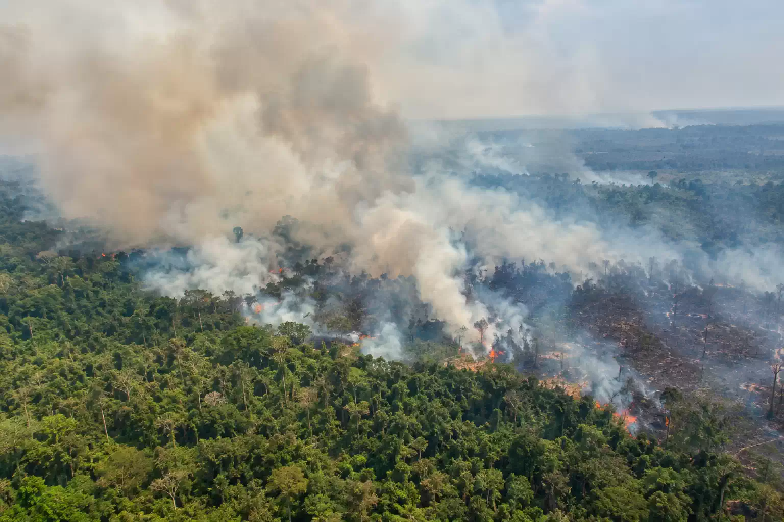 Kebakaran Hutan Kalimantan: Penyebab, Dampak, dan Cara Mencegahnya